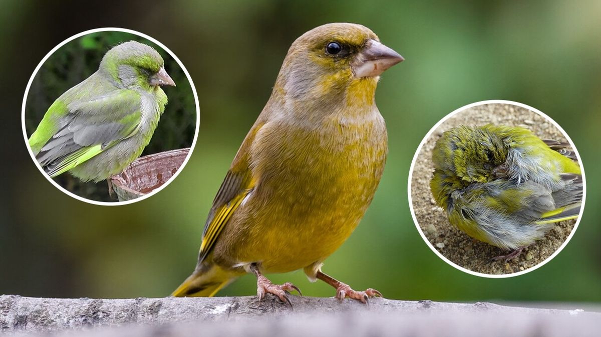 Ptákem roku ornitologové vyhlásili zvonka zeleného. Ohrožuje ho závažná choroba